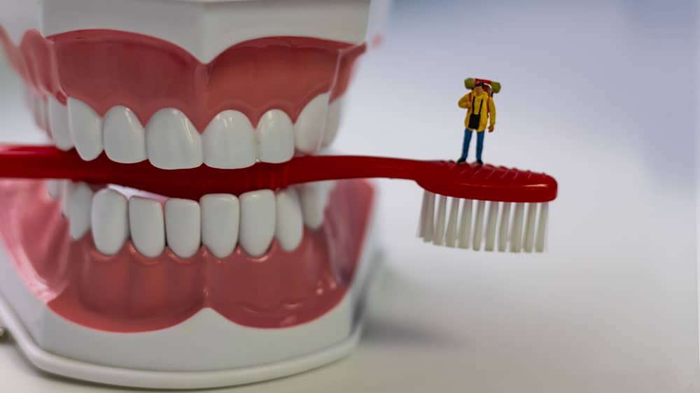Dental model
